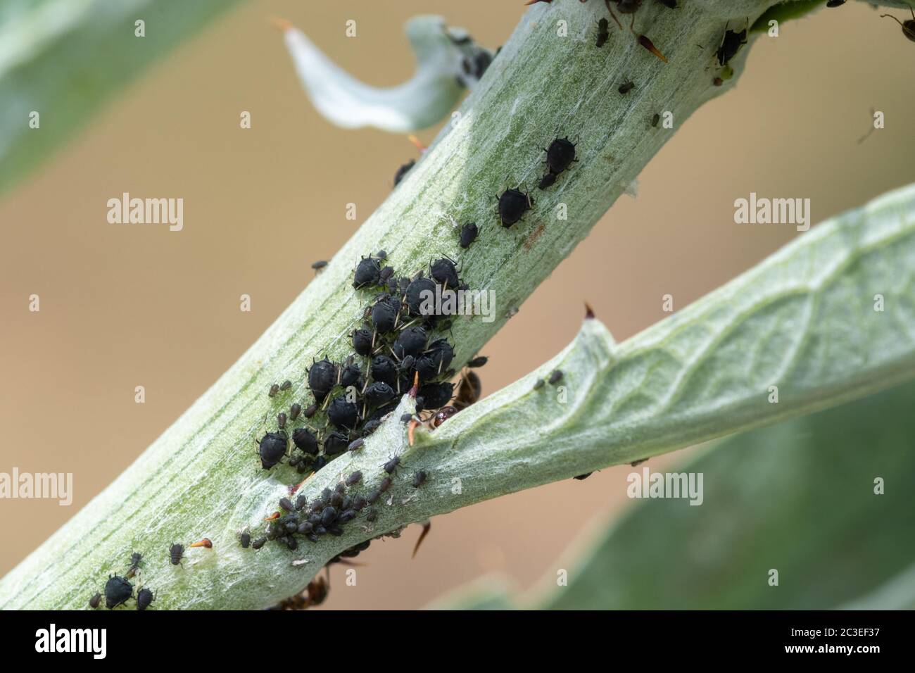Macro shot of a blackfly infestation on a plant in the garden Stock