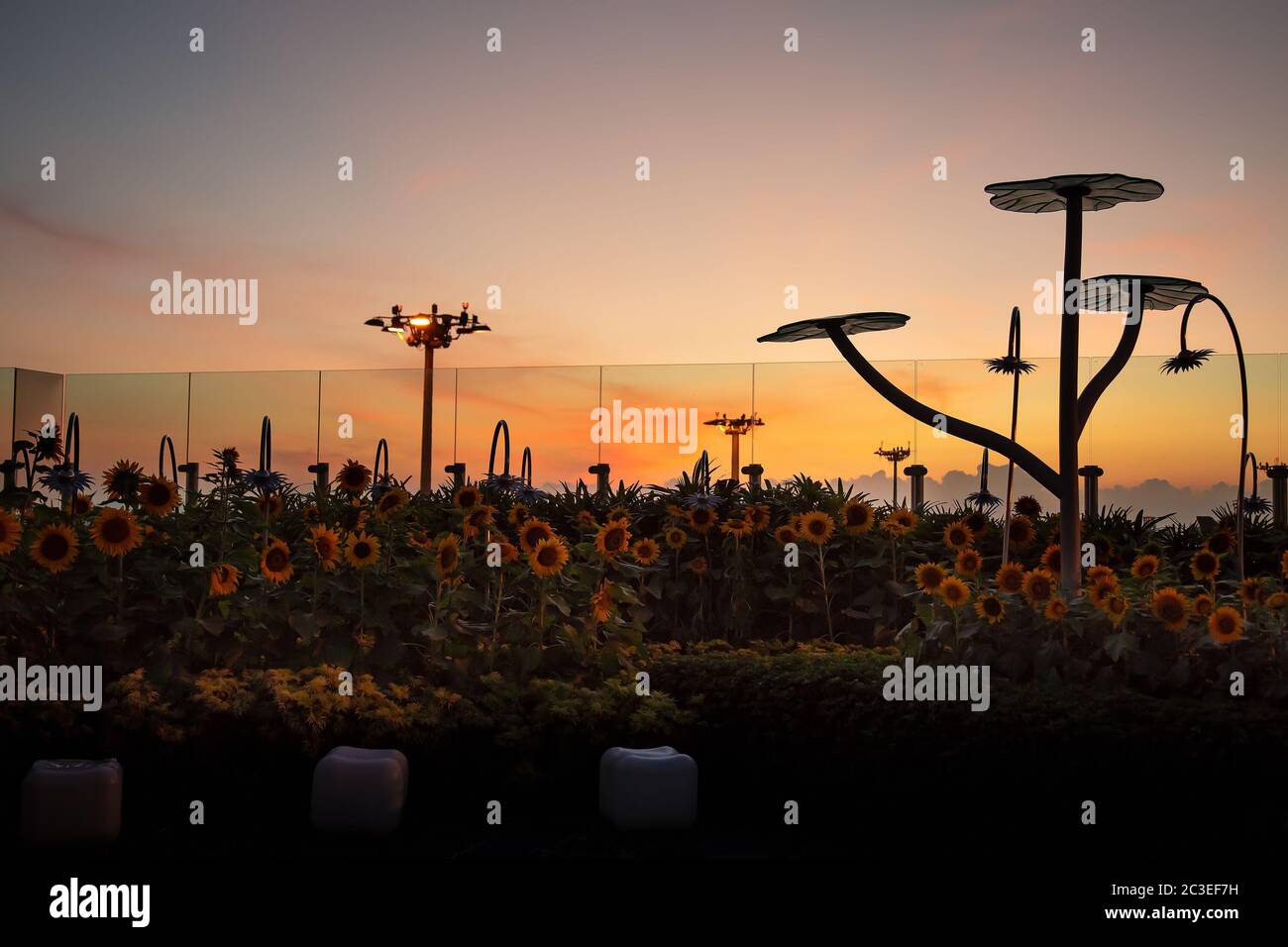 Singapore. March 2019. Sunflower garden in Changi airport at sunrise Stock Photo