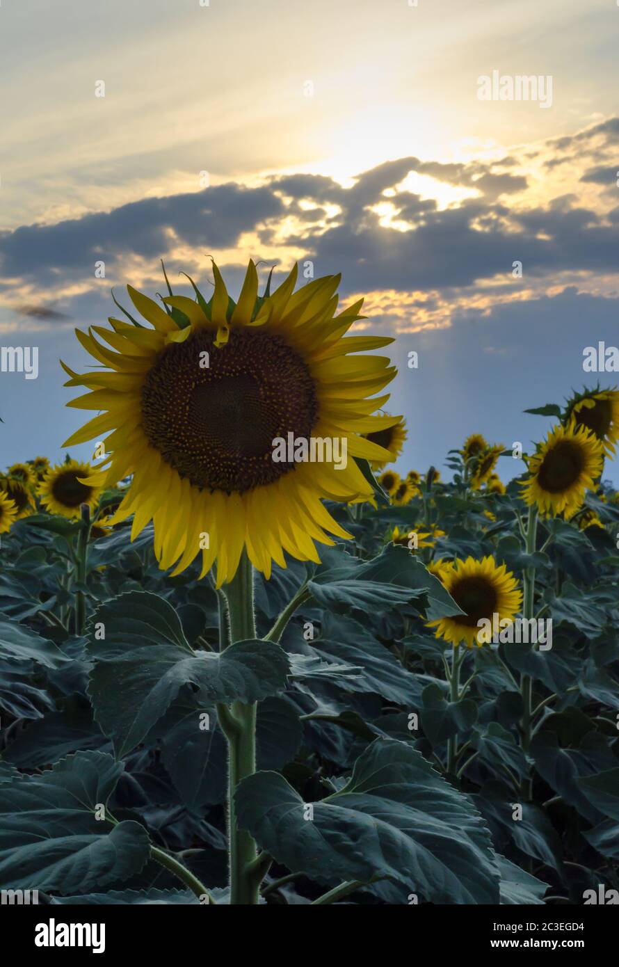 field of sunflowers with a large flower and sun rays at sunset Stock Photo