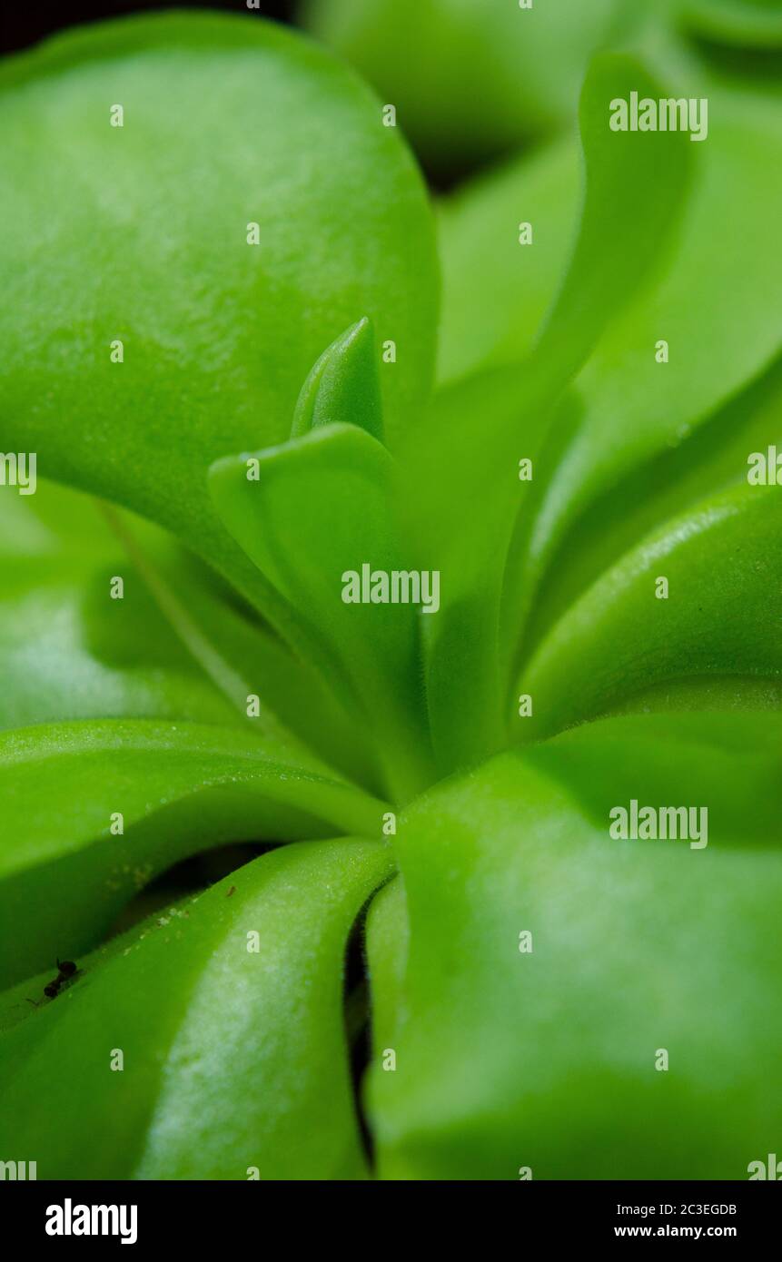 insectivorous plant pinguicula macro Stock Photo