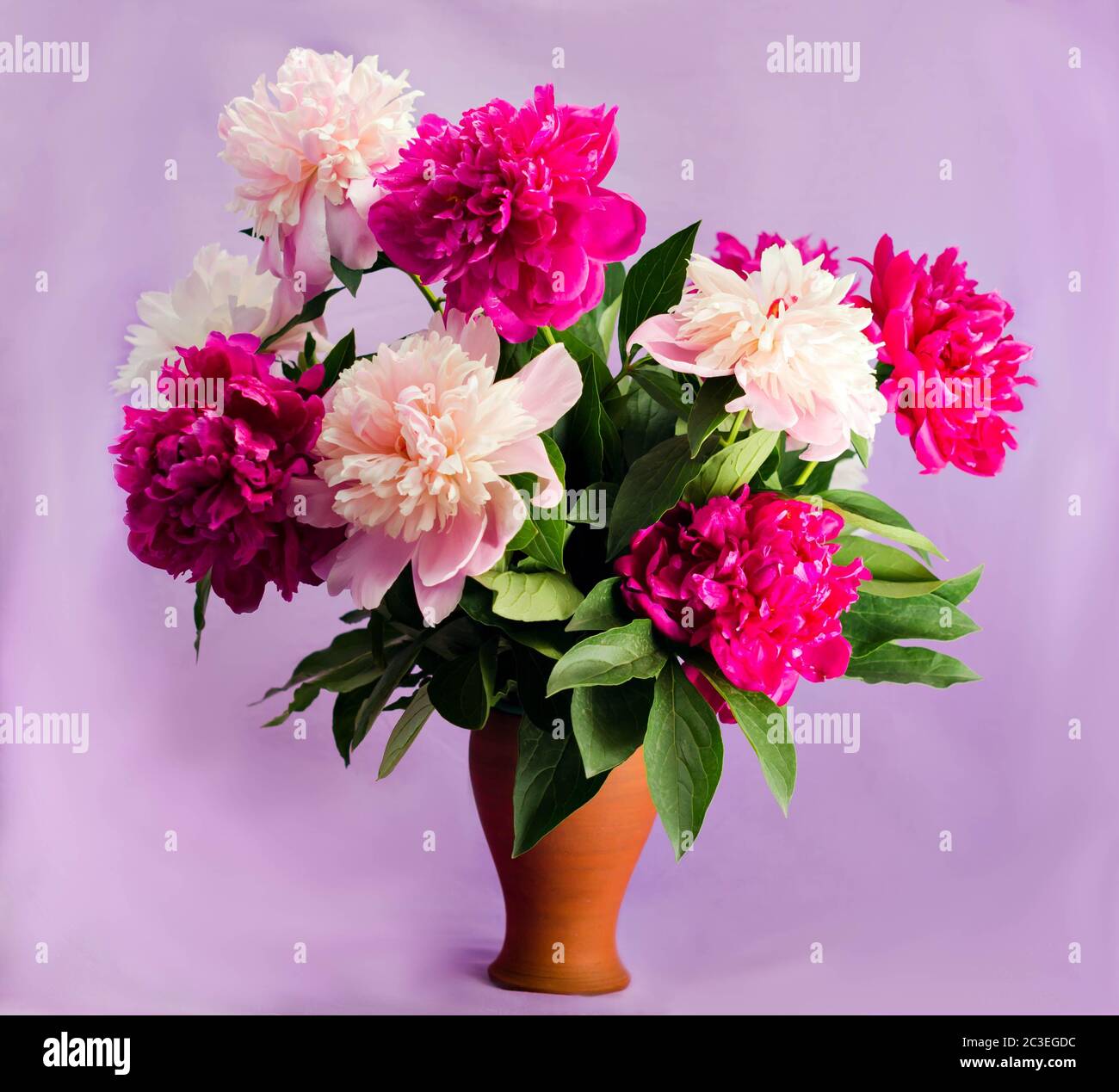 bouquet of nine bright burgundy, tender pink and white peonies in a clay terracotta vase on a