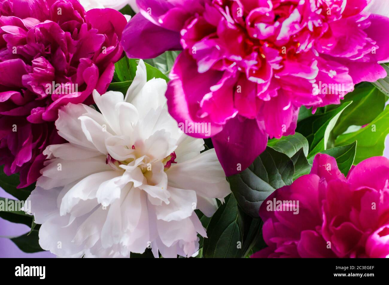 bouquet of pink and white peonies close-up Stock Photo