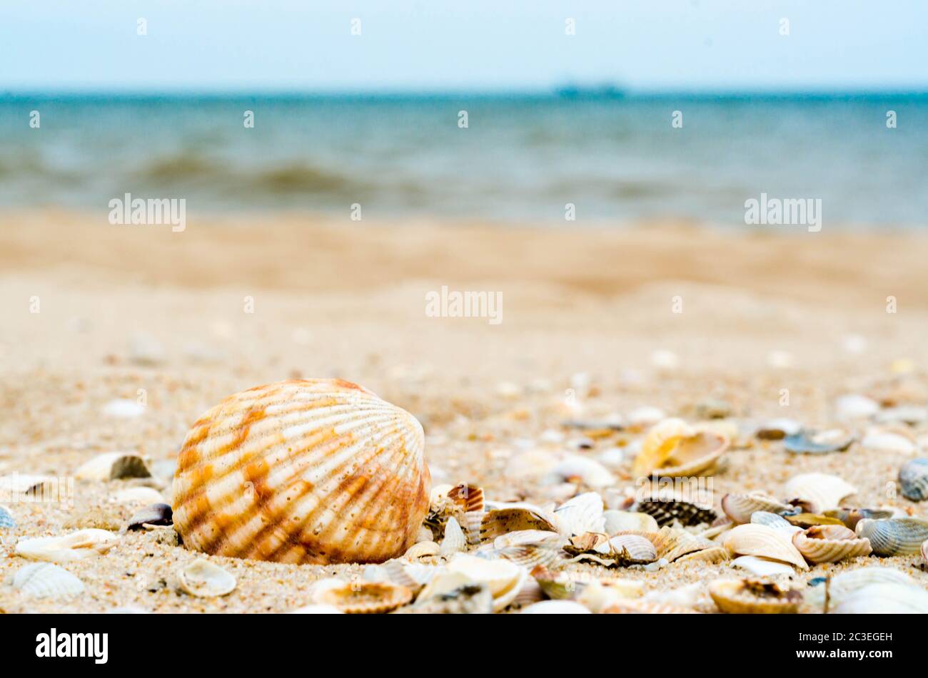 bright big striped shell with another little different shells Stock Photo