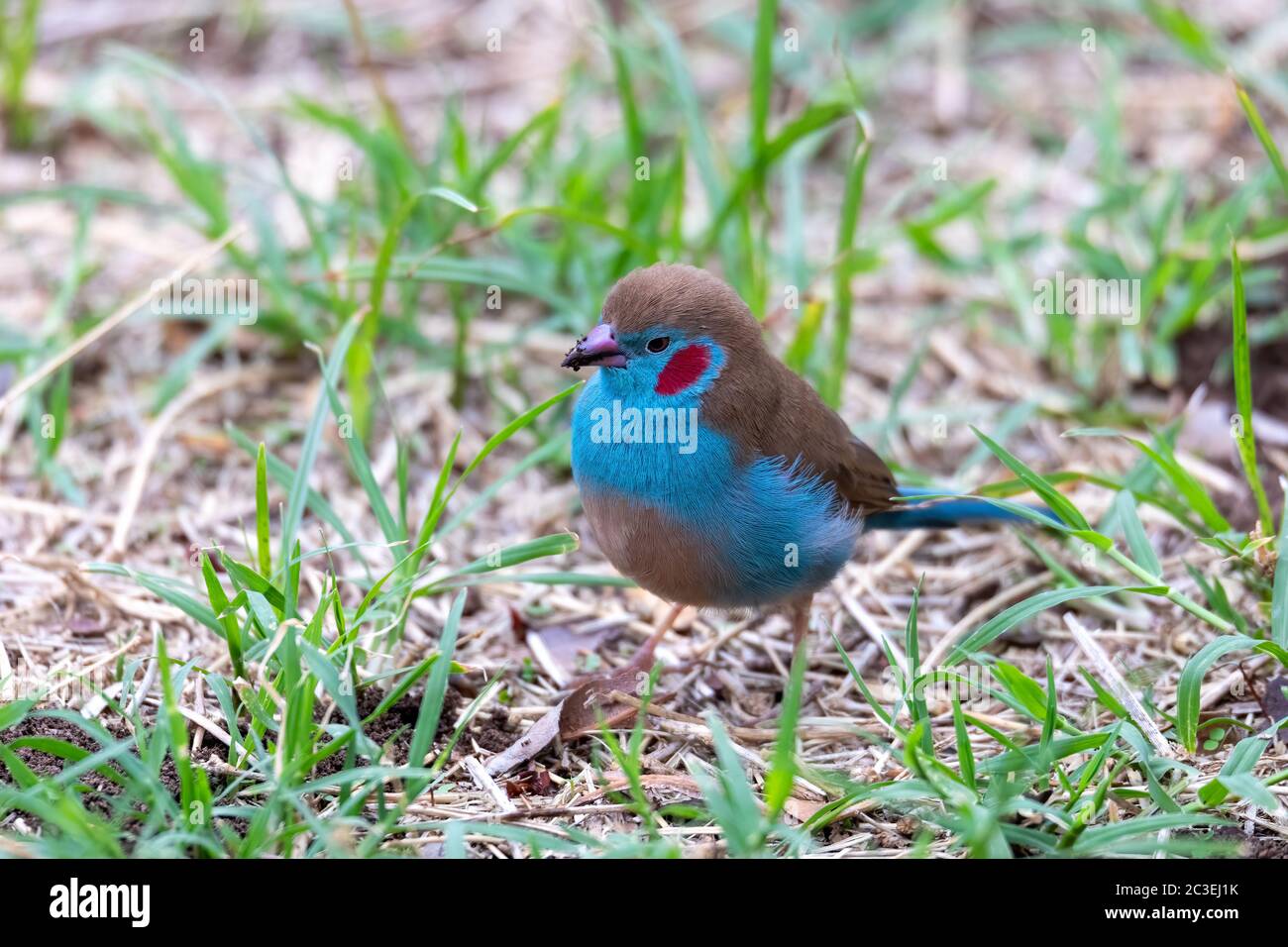 bird red-cheeked cordon-bleu, Gondar, Ethiopia Africa wildlife Stock Photo  - Alamy