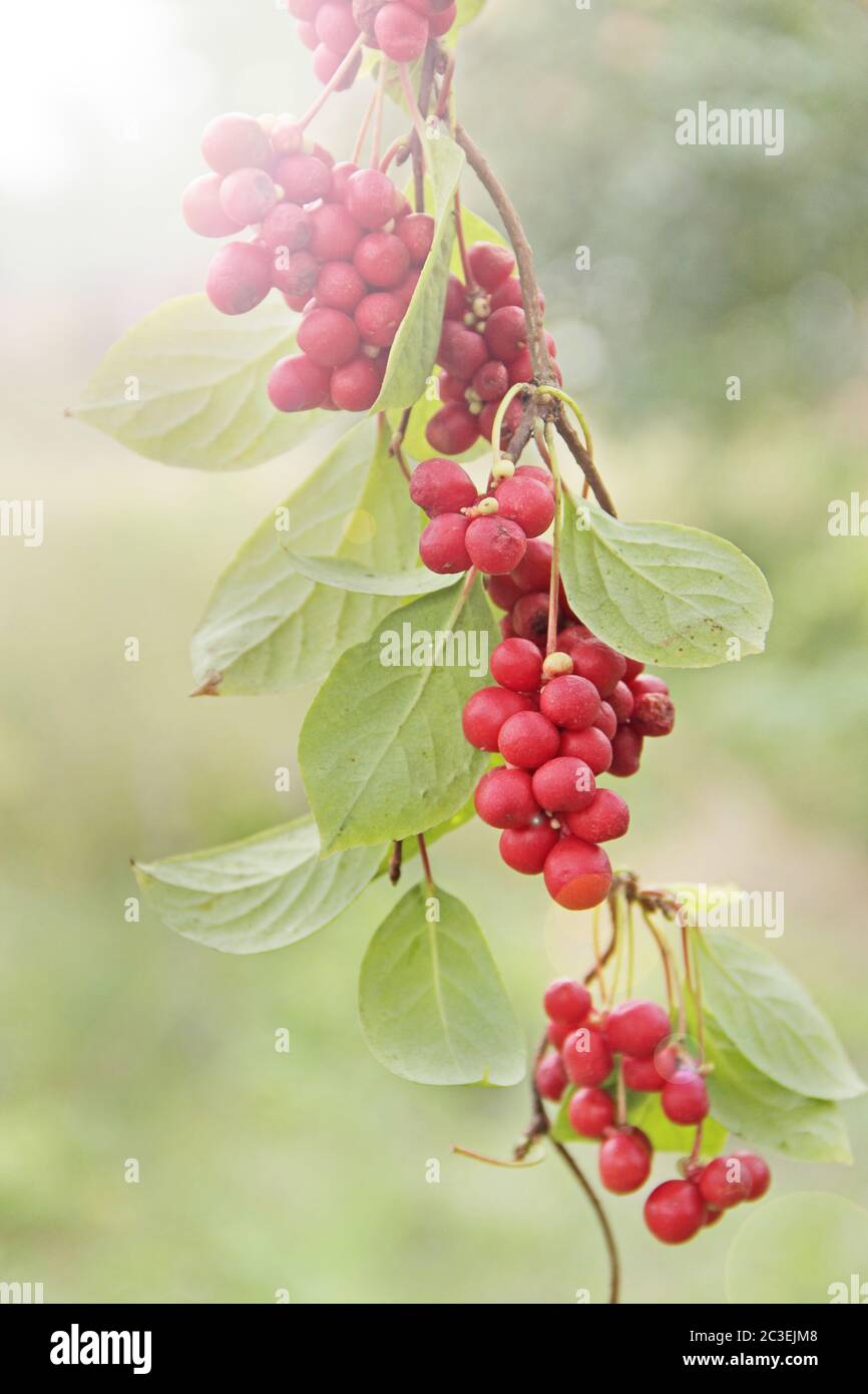 schizandra with green leaves hang in sunny rays in garden. Red schisandra growing on branch in row Stock Photo