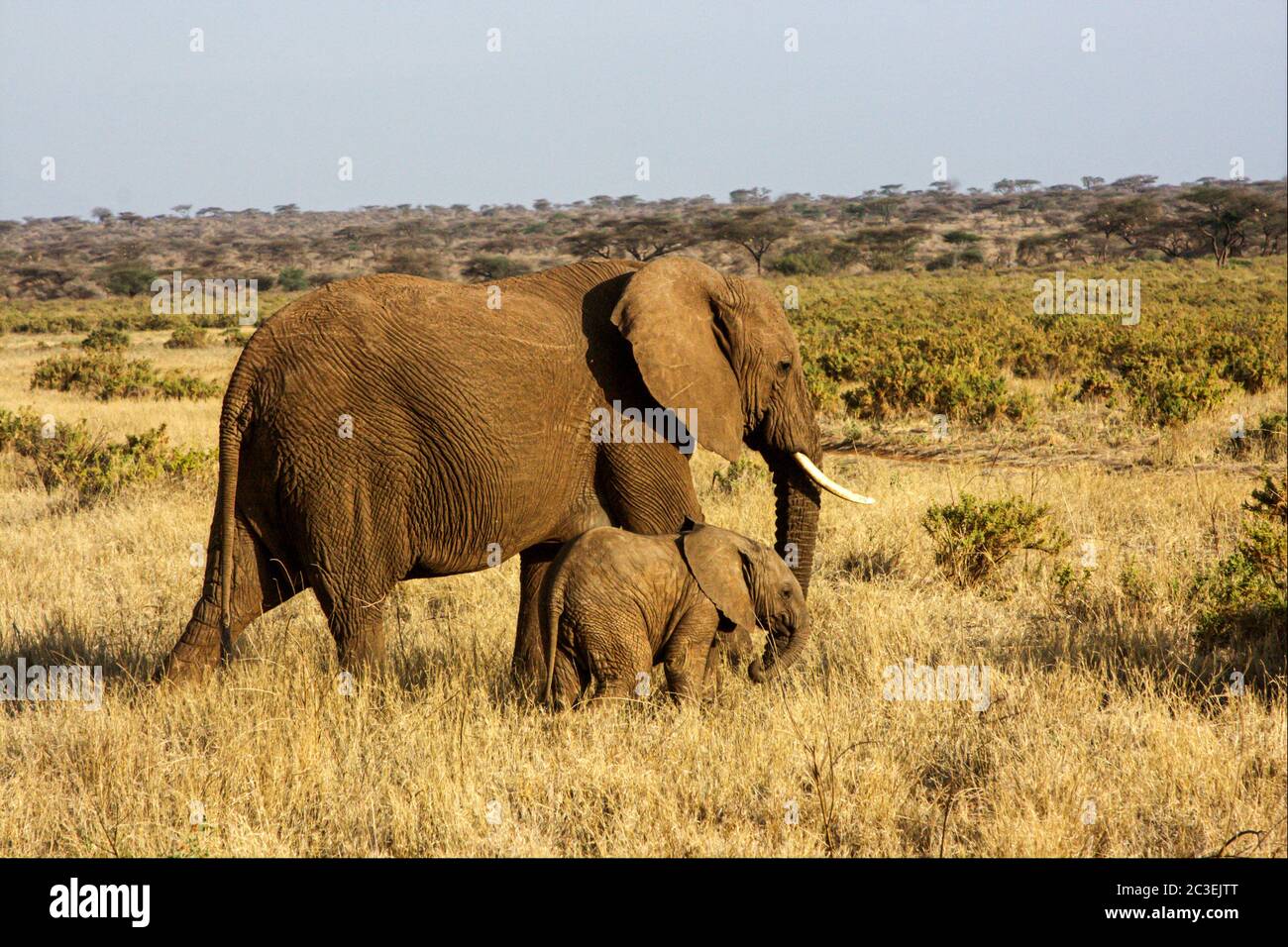 African elephant cow with calf Stock Photo - Alamy