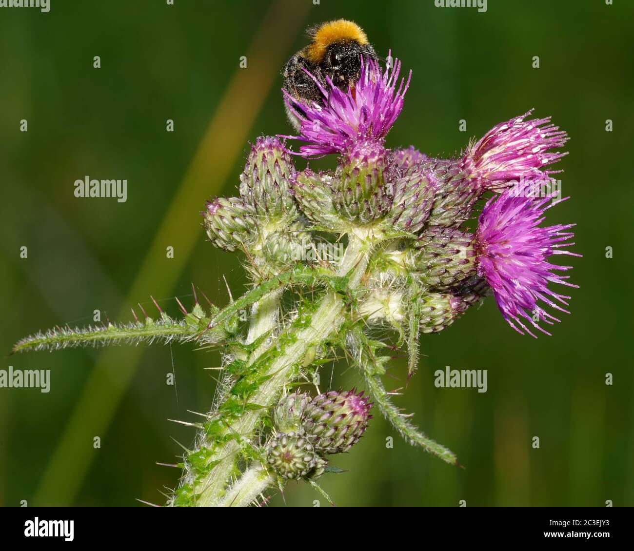 Vestal or Southern Cuckoo Bee on Marsh Thistle - Cirsium palustre Stock Photo