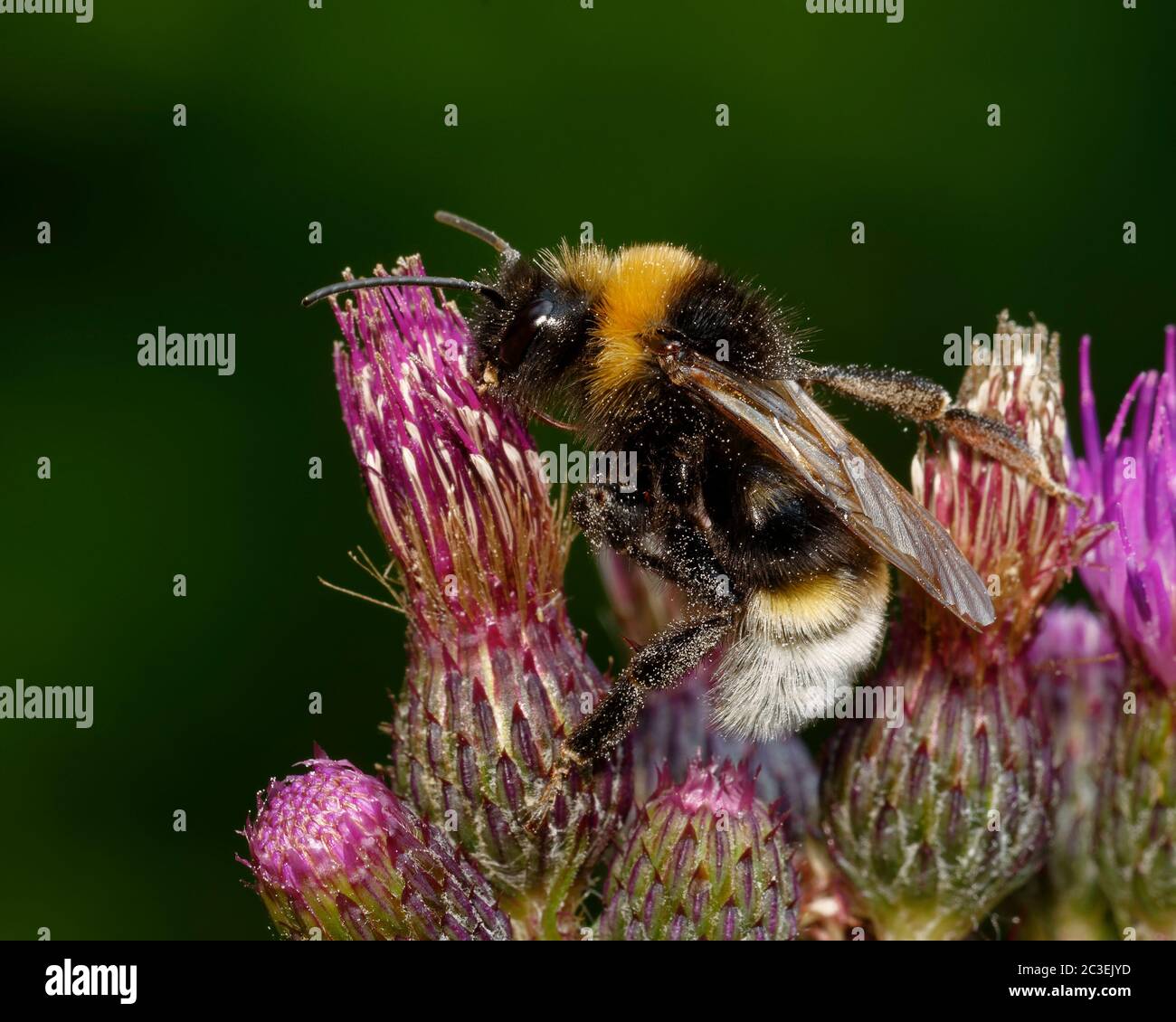 Vestal or Southern Cuckoo Bee on Marsh Thistle - Cirsium palustre Stock Photo