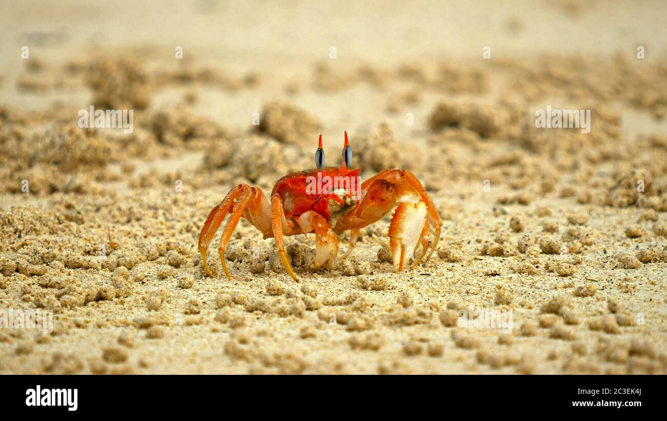 ghost crab on beach at isla san cristobal in the galapagos Stock Photo