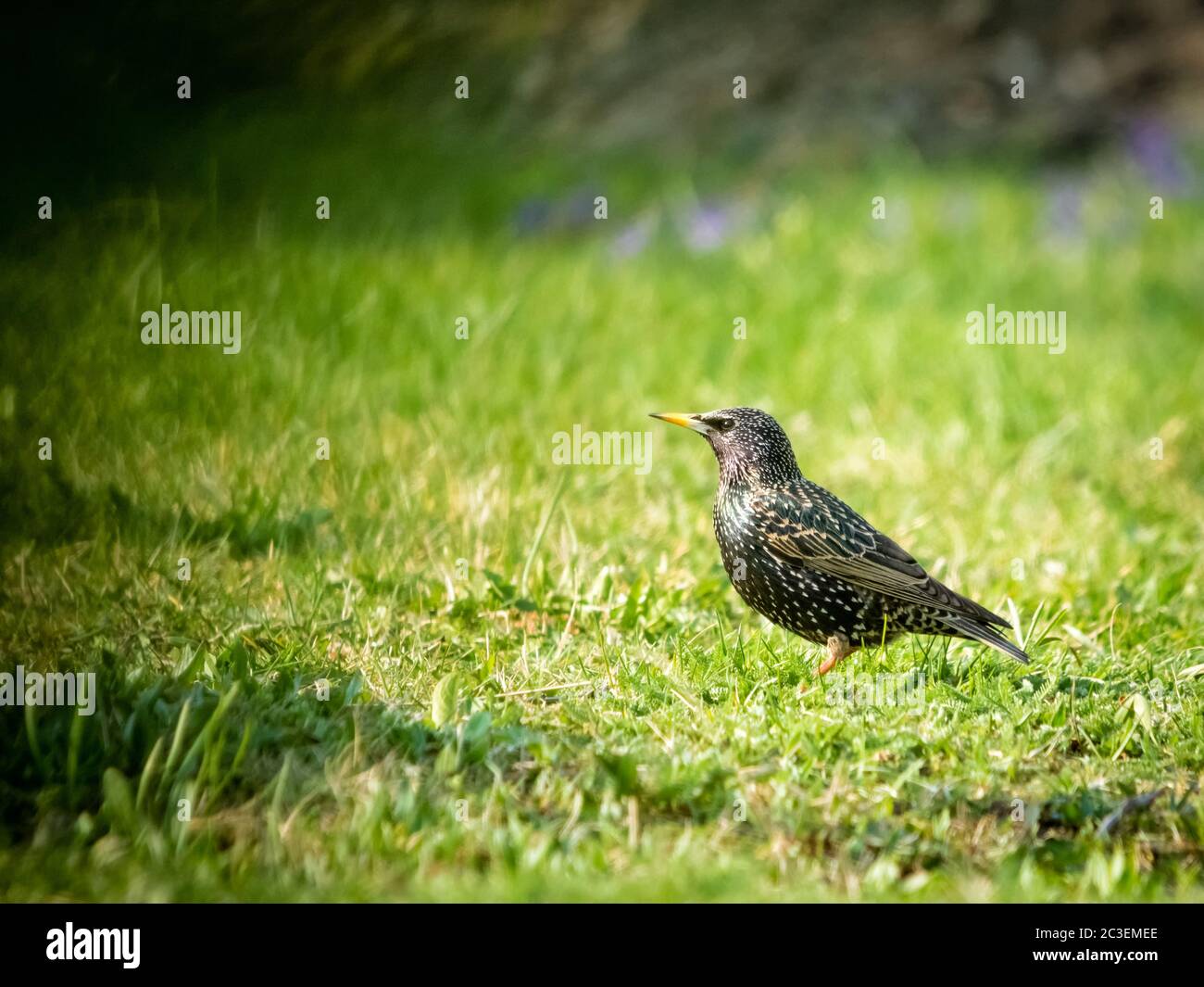 Starling in a meadow in spring Stock Photo