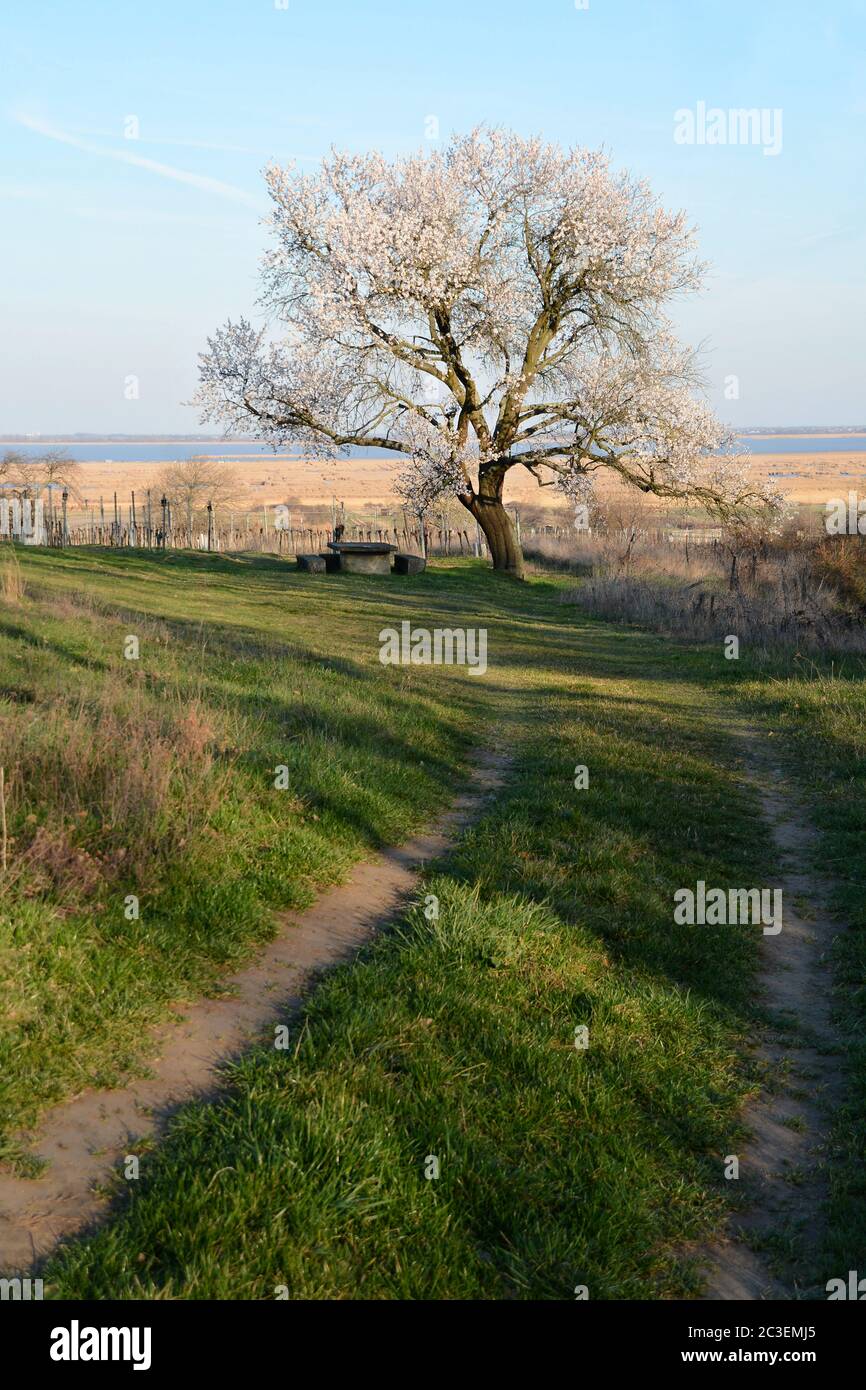 Blooming almond tree in spring in Burgenland Stock Photo