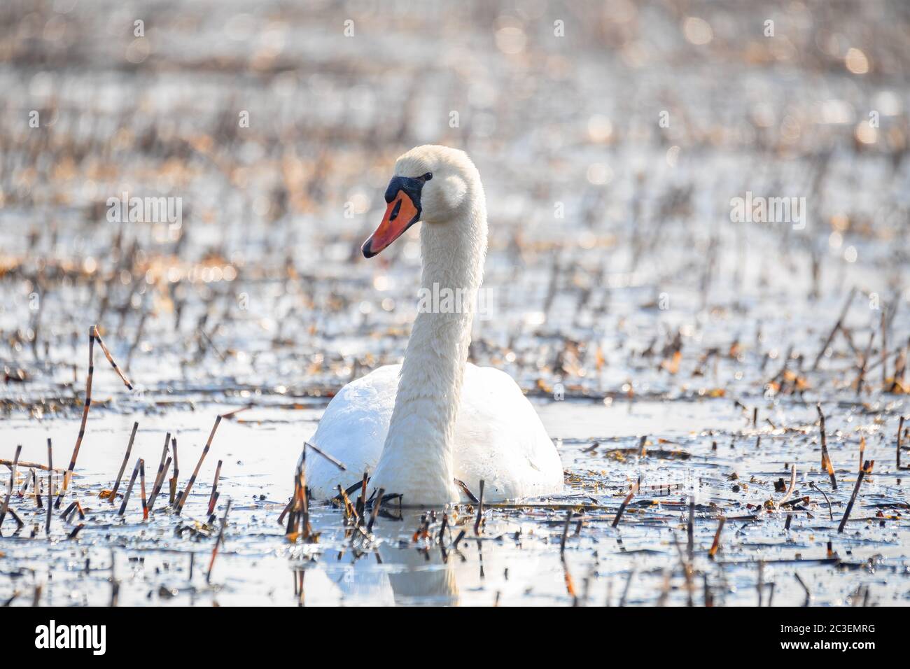 Wild bird mute swan in spring on pond Stock Photo