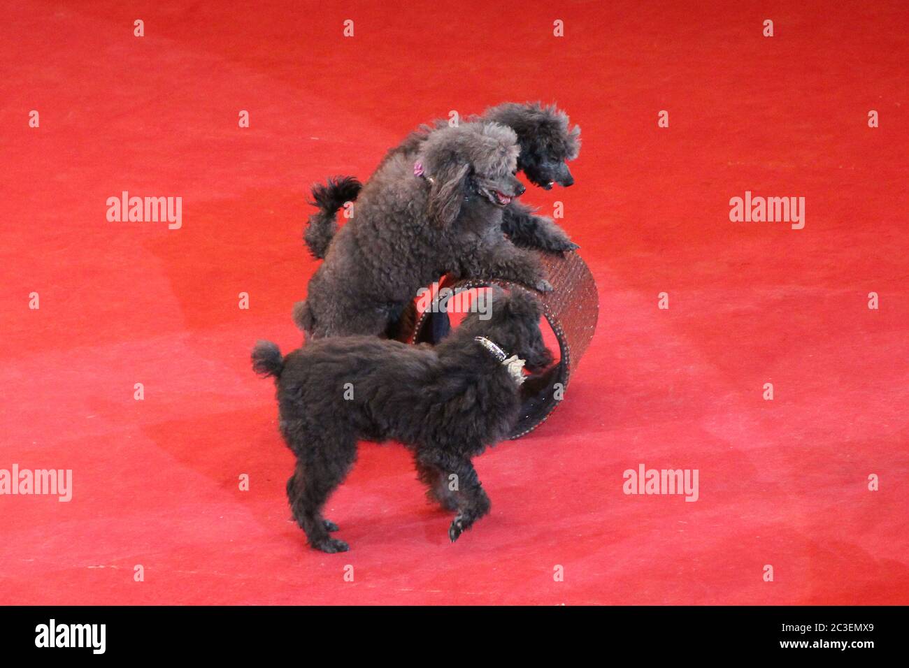 Trained poodles performing in circus arena. Trained dogs in circus. Amusing dogs. Three poodles Stock Photo