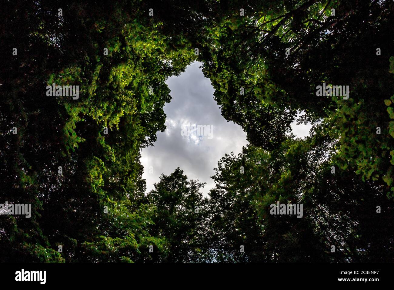 Tree tops of dense forest Stock Photo