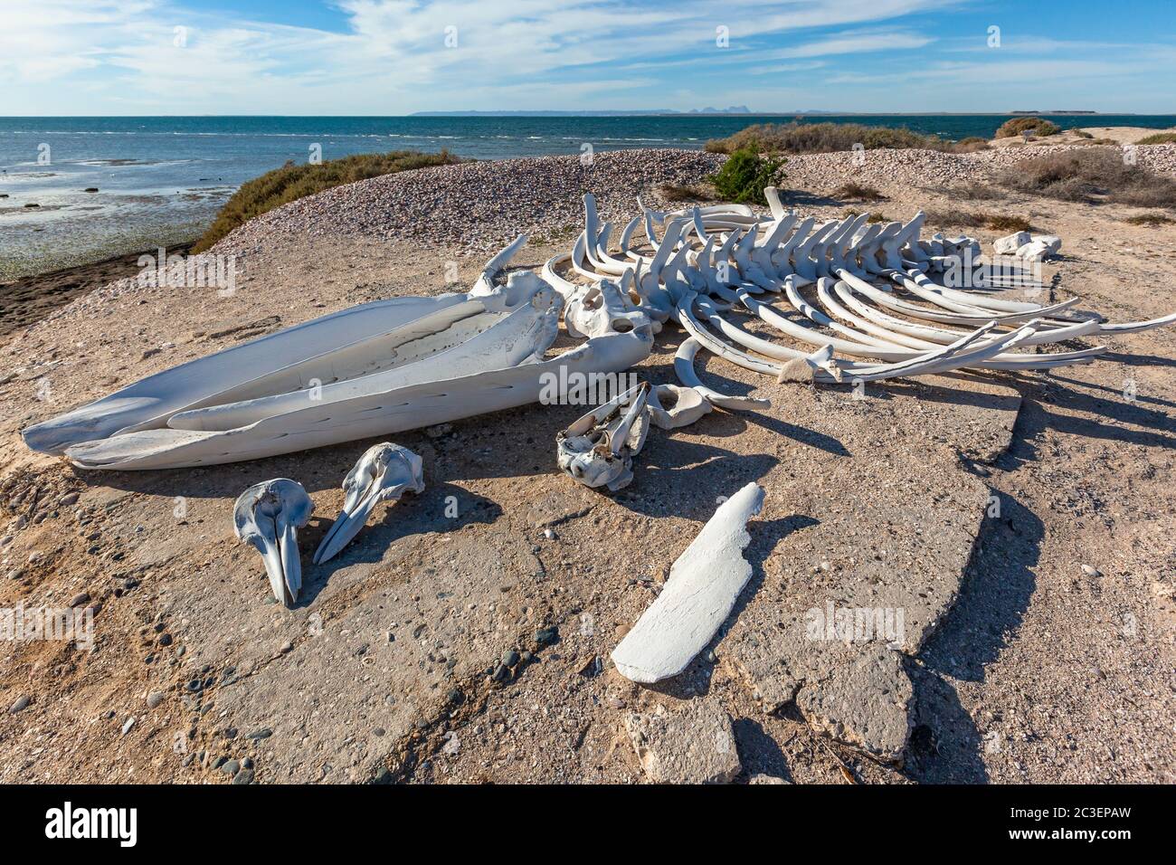 Whale skeleton and dolphin skulls on the ocean shore Stock Photo