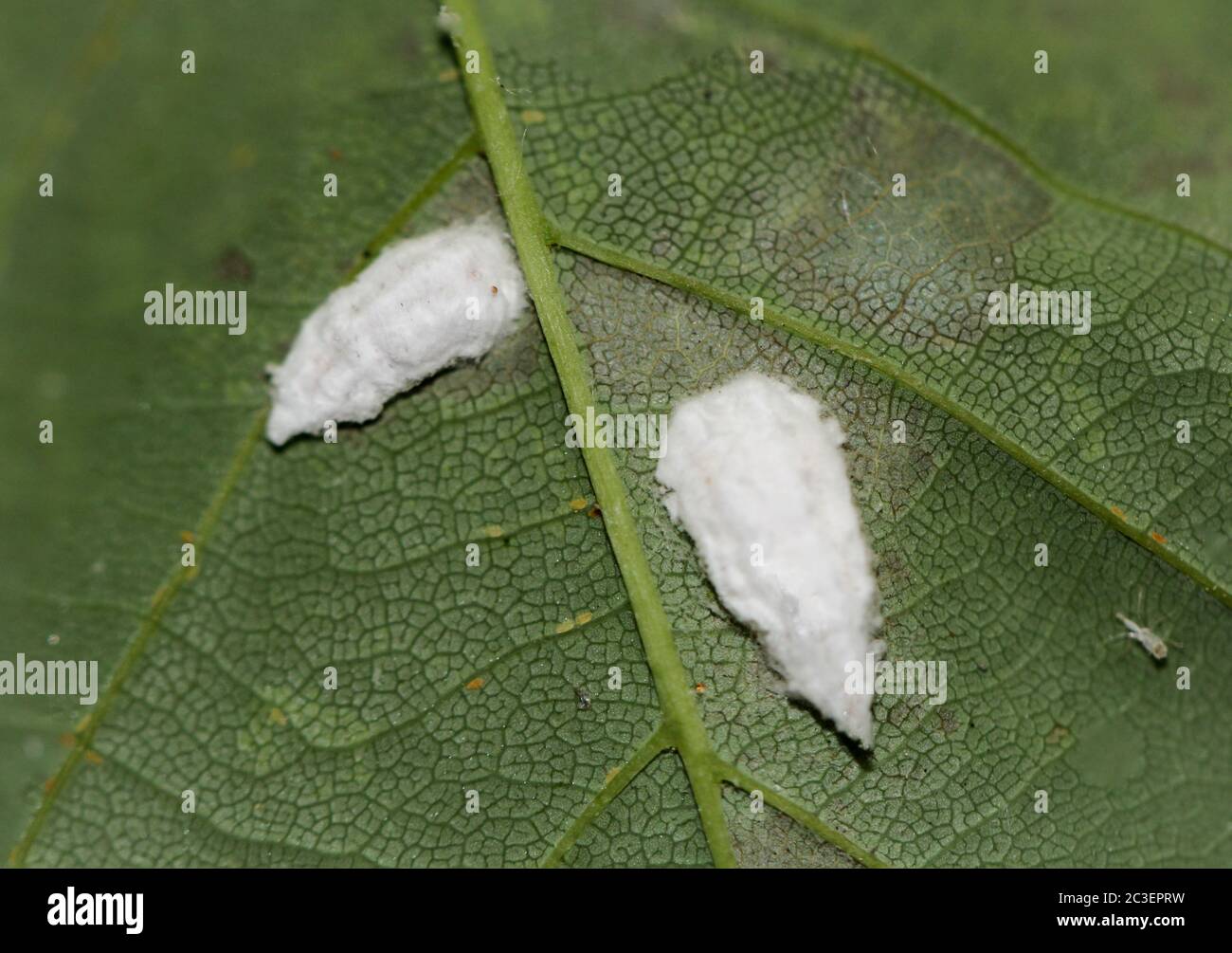 Macro shot of two white pests on the underside of a leaf Stock Photo