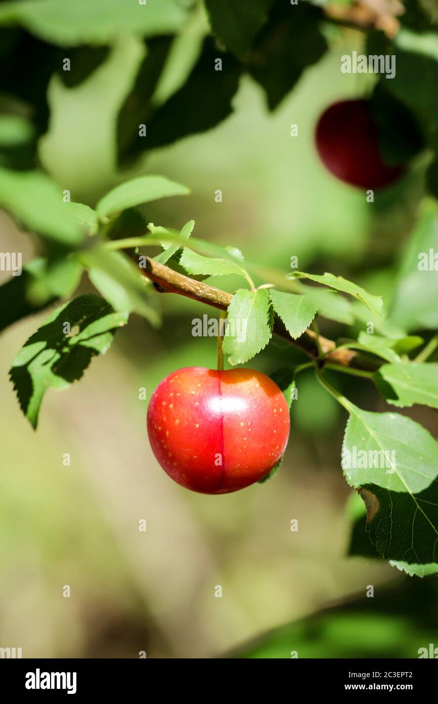 a ripe cherry hangs on the cherry tree in autumn Stock Photo