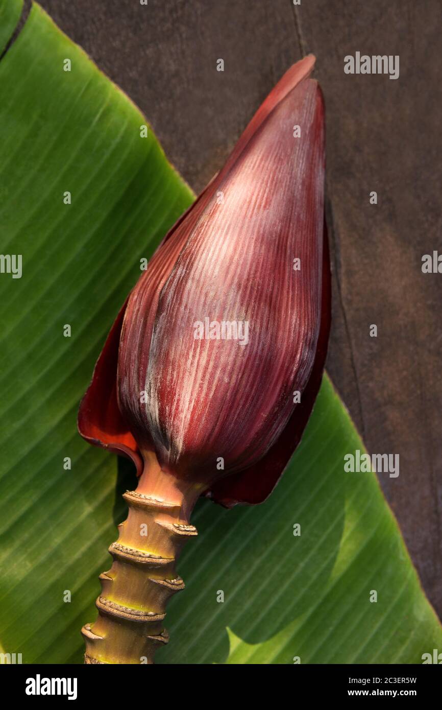 Leaf of banana hires stock photography and images Alamy