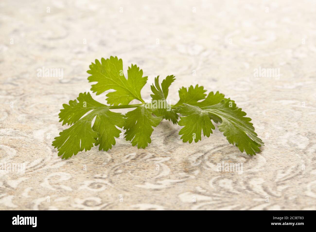 Fresh cilantro or coriander leaves Stock Photo Alamy