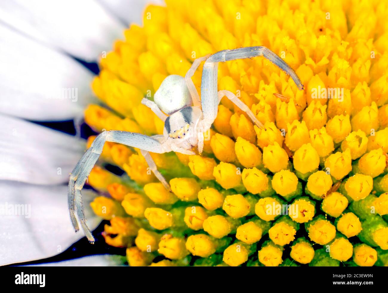 White Crab Spider Stock Photo Alamy