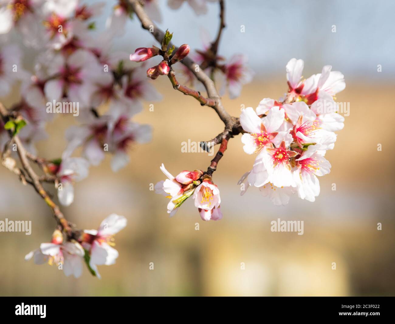 Almond blossom on tree in spring Stock Photo