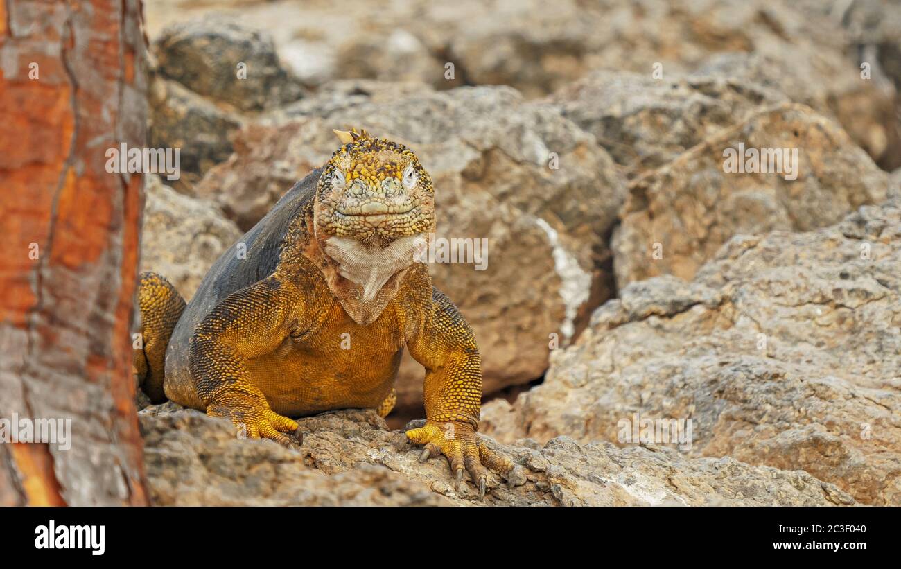 close up of a colorful land iguana sth plaza in the galapagos Stock Photo