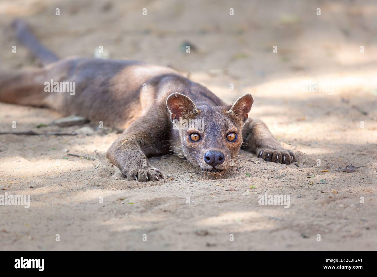 Endemic Madagascar fossa on the ground. High quality photo Stock Photo