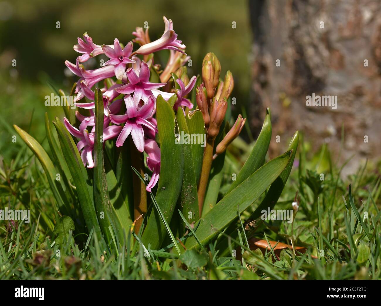 common hyacinth, Dutch hyacinth, garden hyacinth Stock Photo
