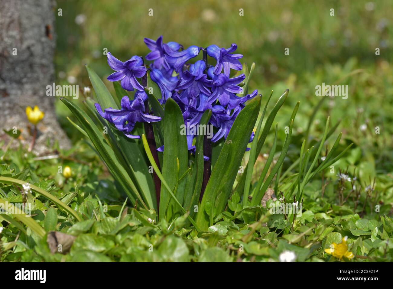 common hyacinth, Dutch hyacinth, garden hyacinth Stock Photo