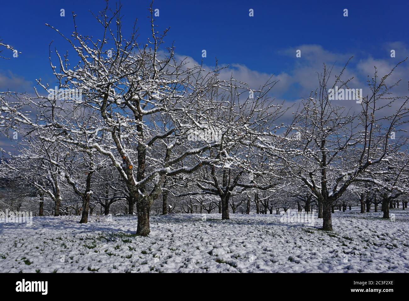 meadow orchard in winter, meadow with scattered fruit trees Stock Photo