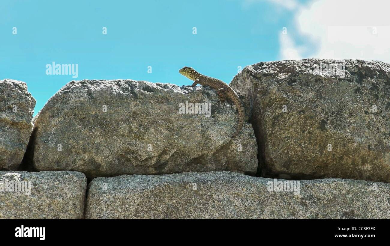 a machu picchu lizard on a stone wall Stock Photo
