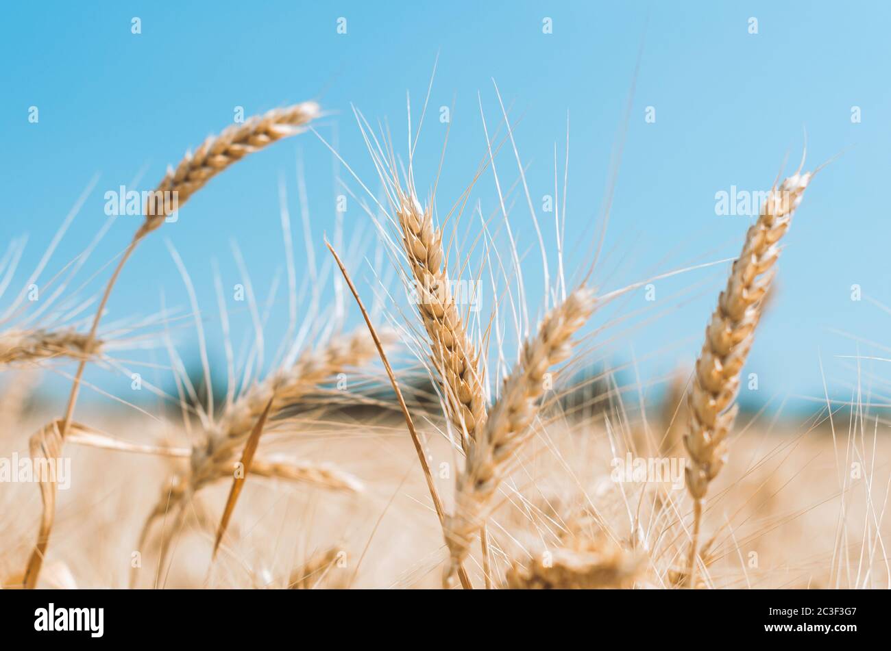 spikelets of wheat on a field on a farm against the backdrop of a clear blue sky Stock Photo