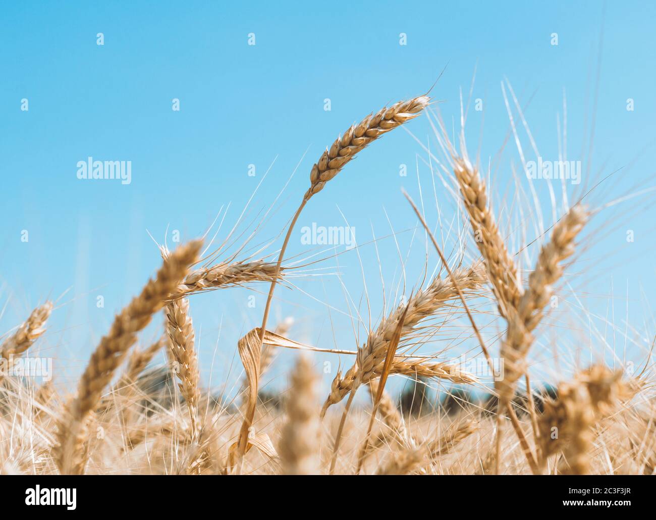 spikelets of wheat on a field on a farm against the backdrop of a clear blue sky Stock Photo