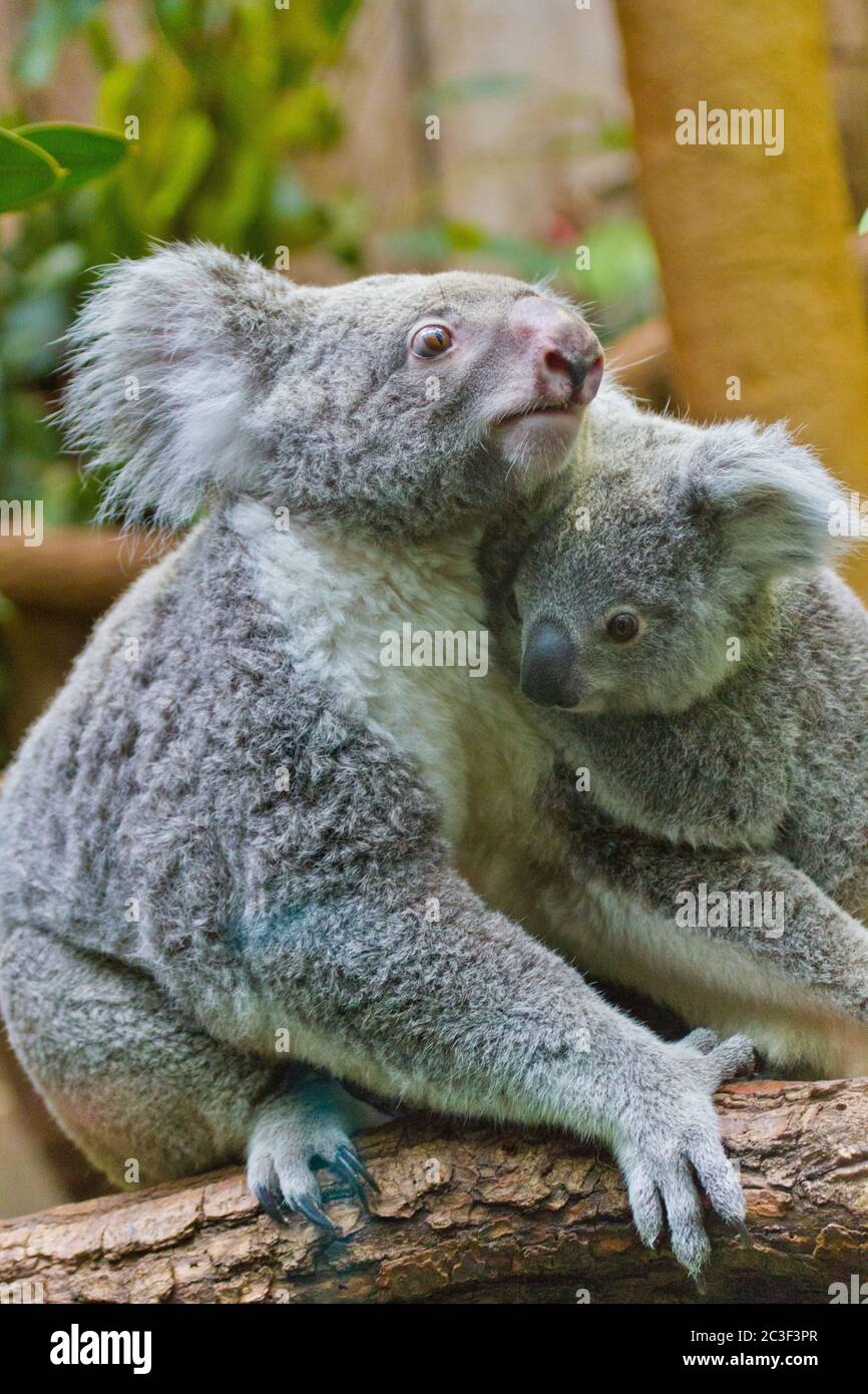 Koala (Phascolarctos cinereus) with Baby Stock Photo - Alamy