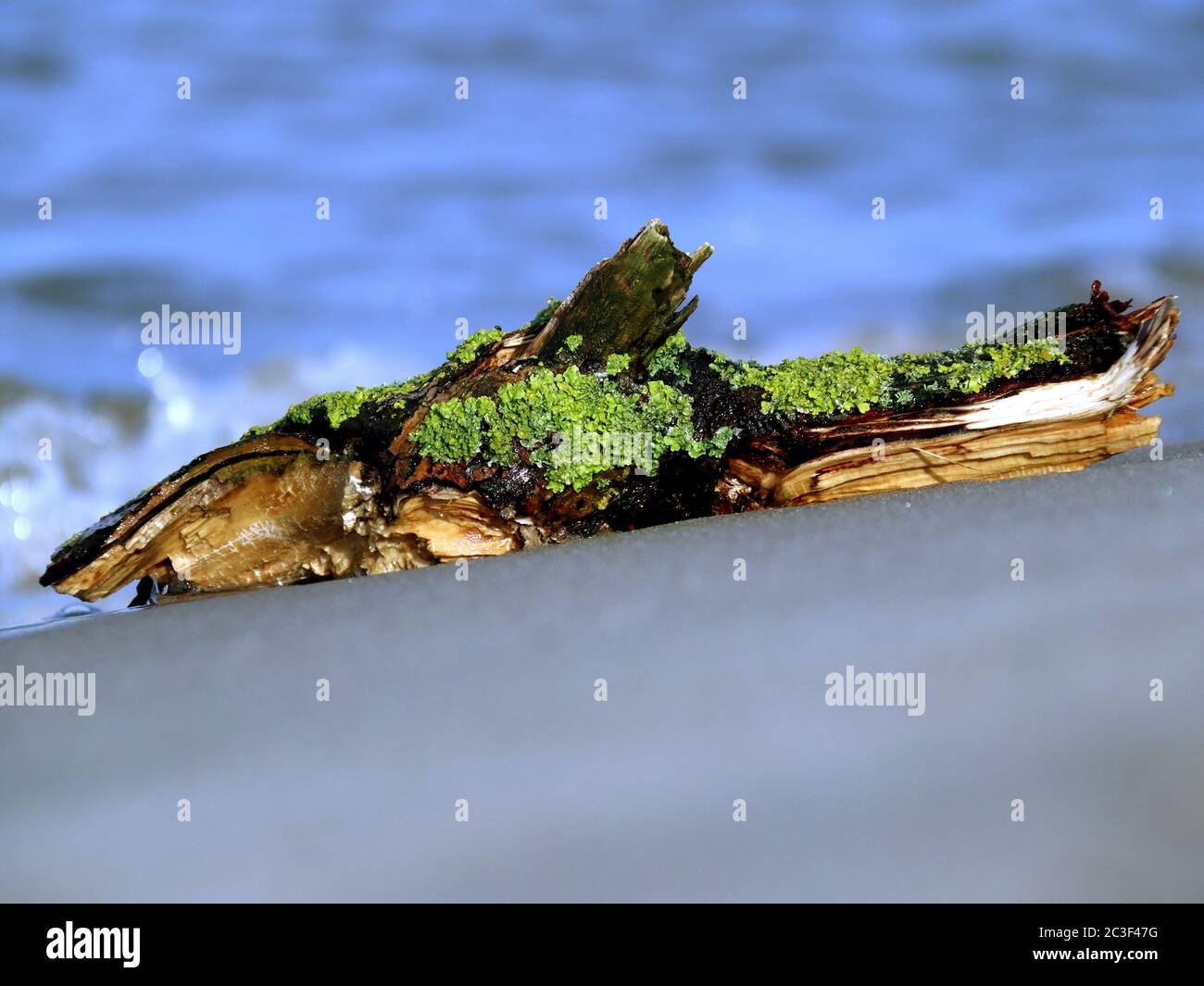 driftwood Stock Photo