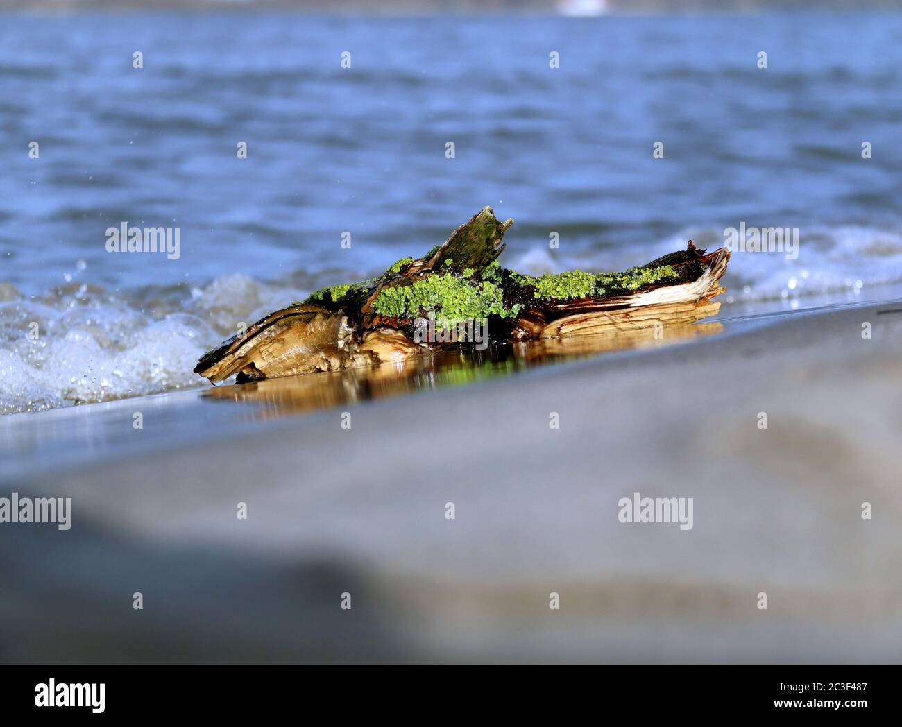 driftwood Stock Photo