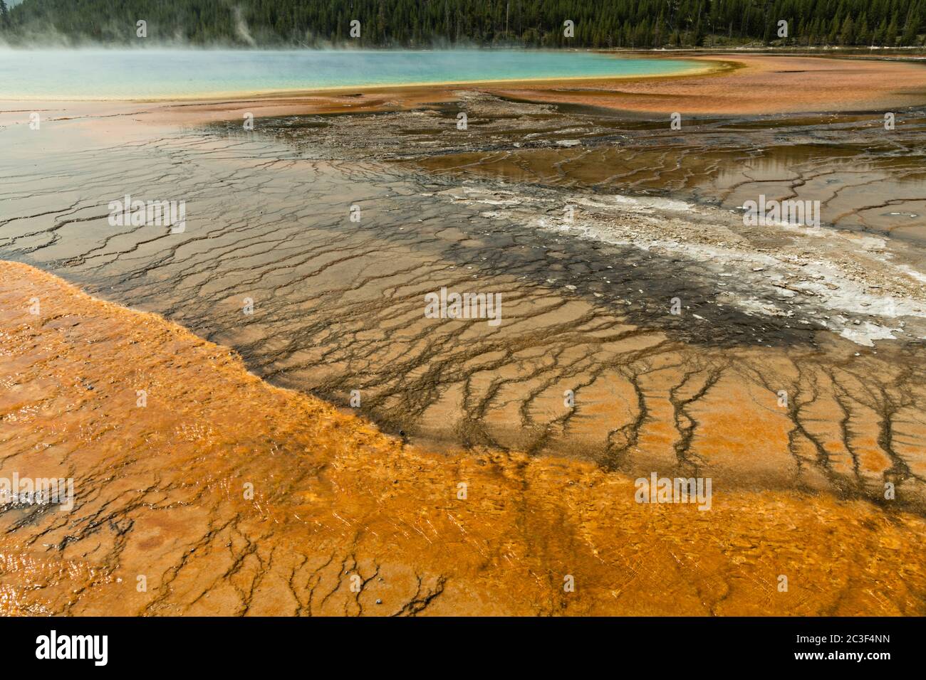 Colorful cyanobacteria mats surround the Grand Prismatic Spring, the largest hot spring in Yellowstone National Park and third largest in the world. Grand Prismatic is about 250 by 300 feet in size, averages 160 degrees Fahrenheit and is up to 160 feet deep. The bright colors around the spring are from microorganisms growing in the hot water runoff. The Grand Prismatic Spring is part of the Midway Geyser Basin Excelsior Group in Yellowstone, Wyoming. Stock Photo