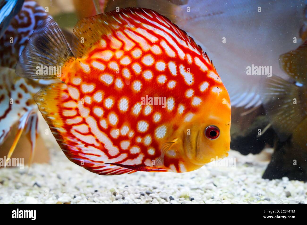 Discus fish in the aquarium, discus fish are cichlids Stock Photo