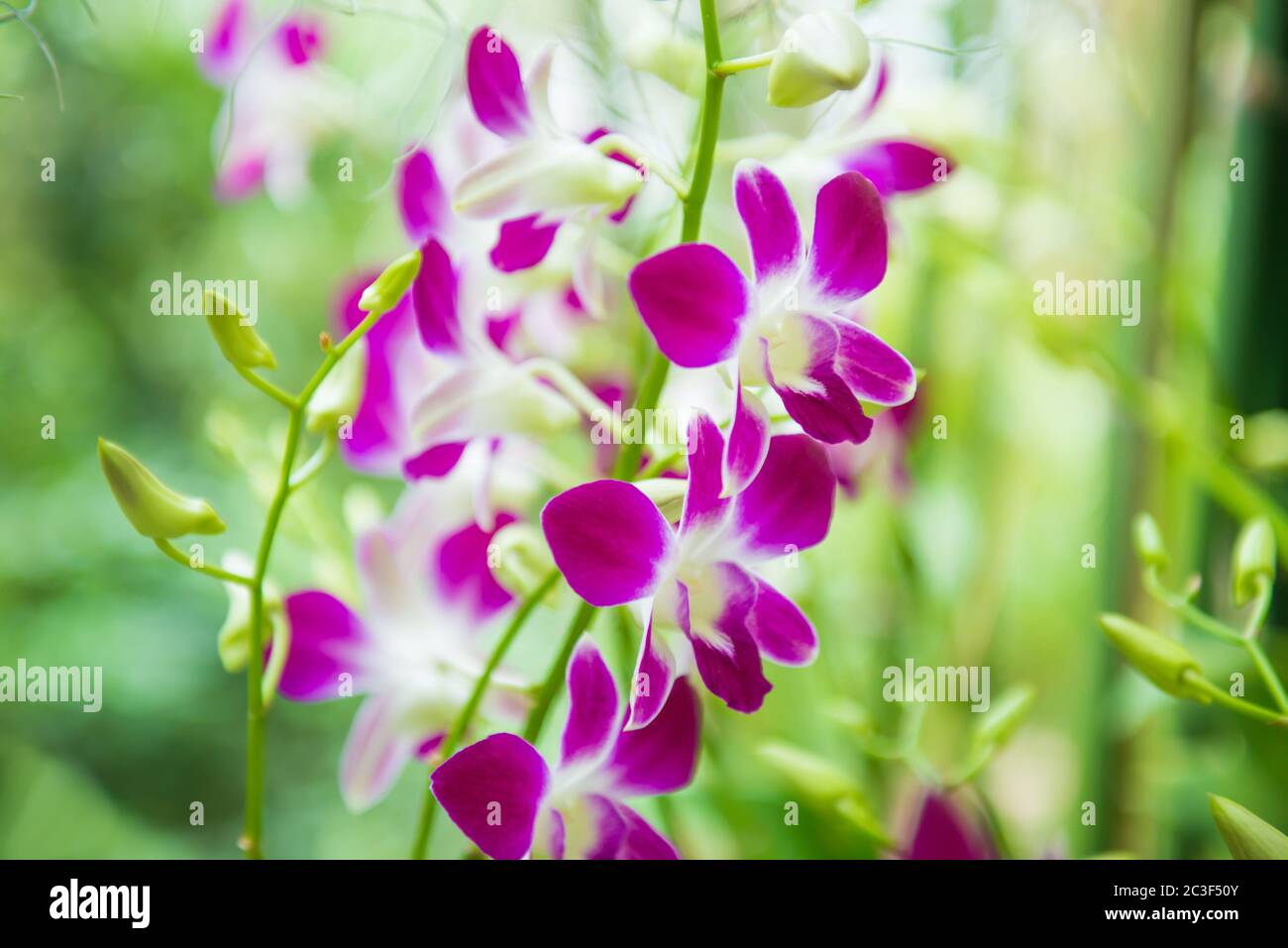 Closeup view of bloom of white, purple and pink tropical orchid flowers Stock Photo