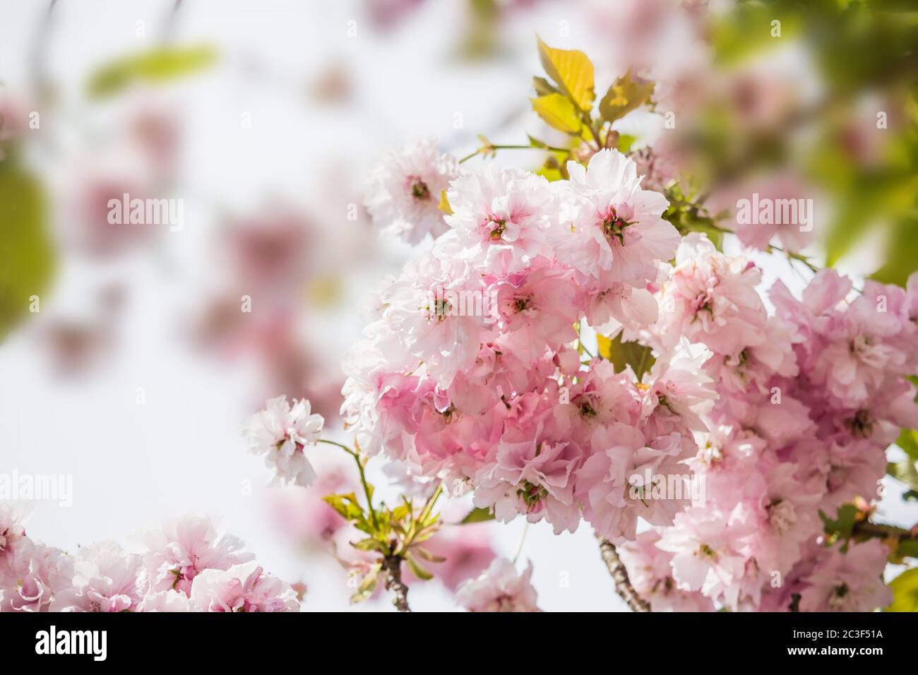 Beautiful blossom of Japanese cherry tree fresh spring background Stock Photo