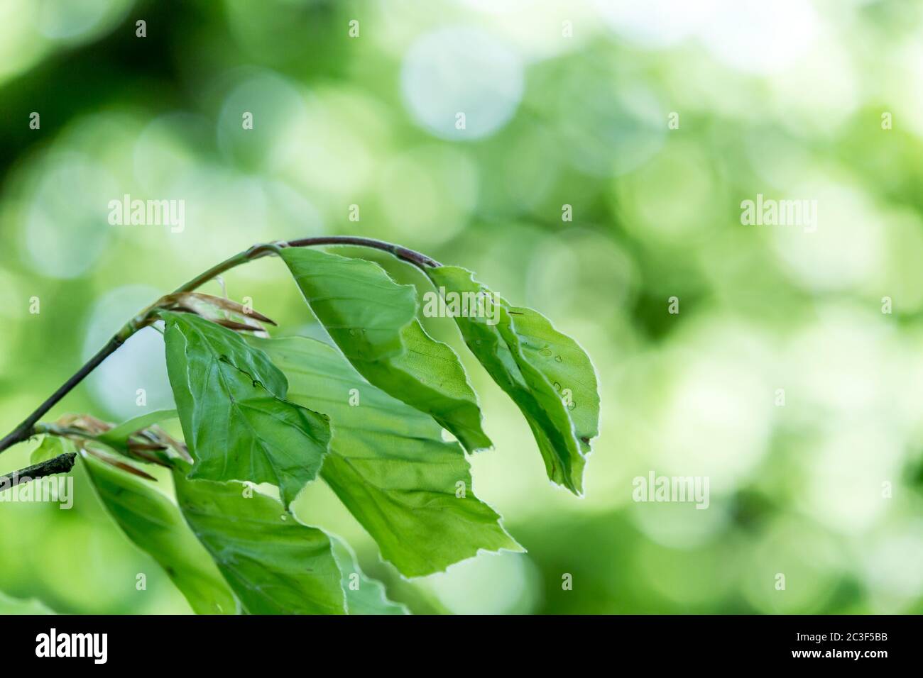 Beautiful Spring leaves with bokeh lights in the Spring forest, natural backgound for Spring projects.; Stock Photo