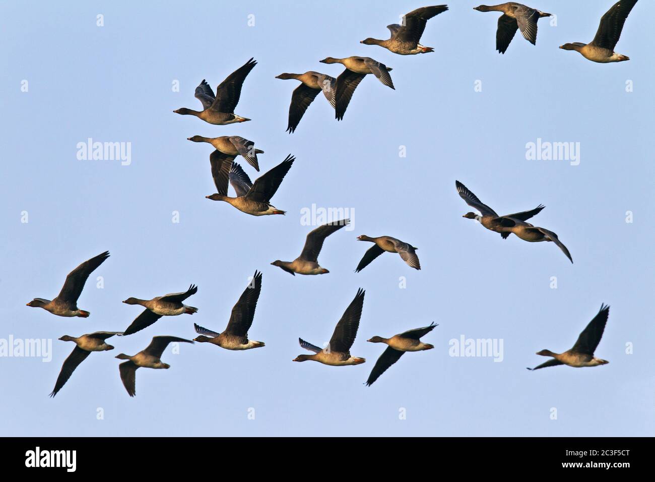 Bean Goose flock of birds during the migration Stock Photo Alamy