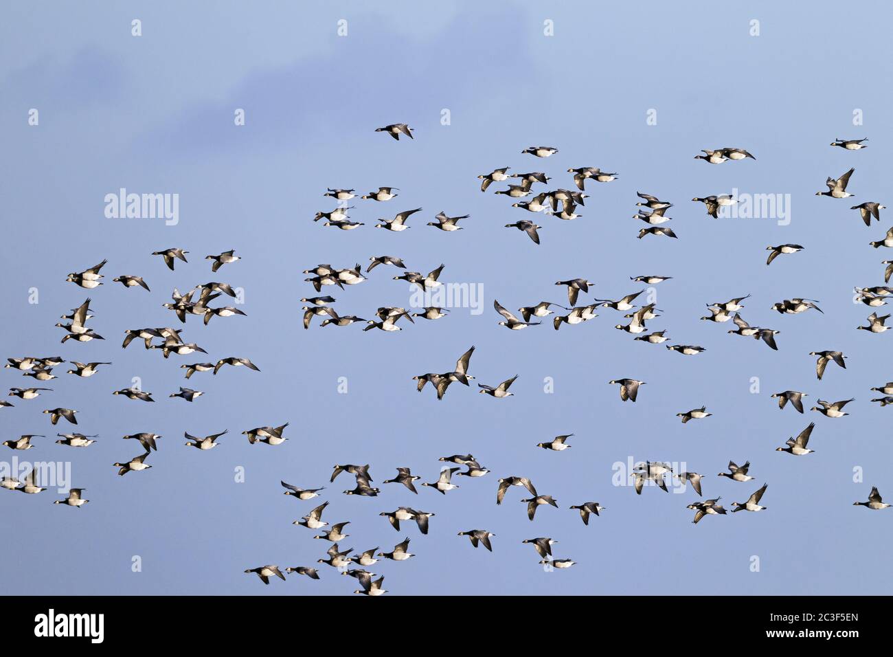 Barnacle Goose form flocks of 50.000 animals during migration Stock Photo
