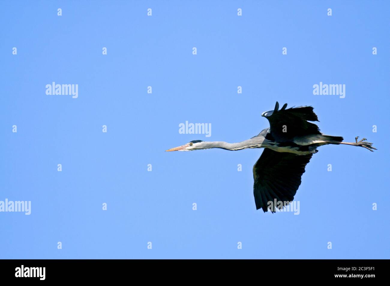 Grey Heron has a wingspan of 155 to 195 cm Stock Photo