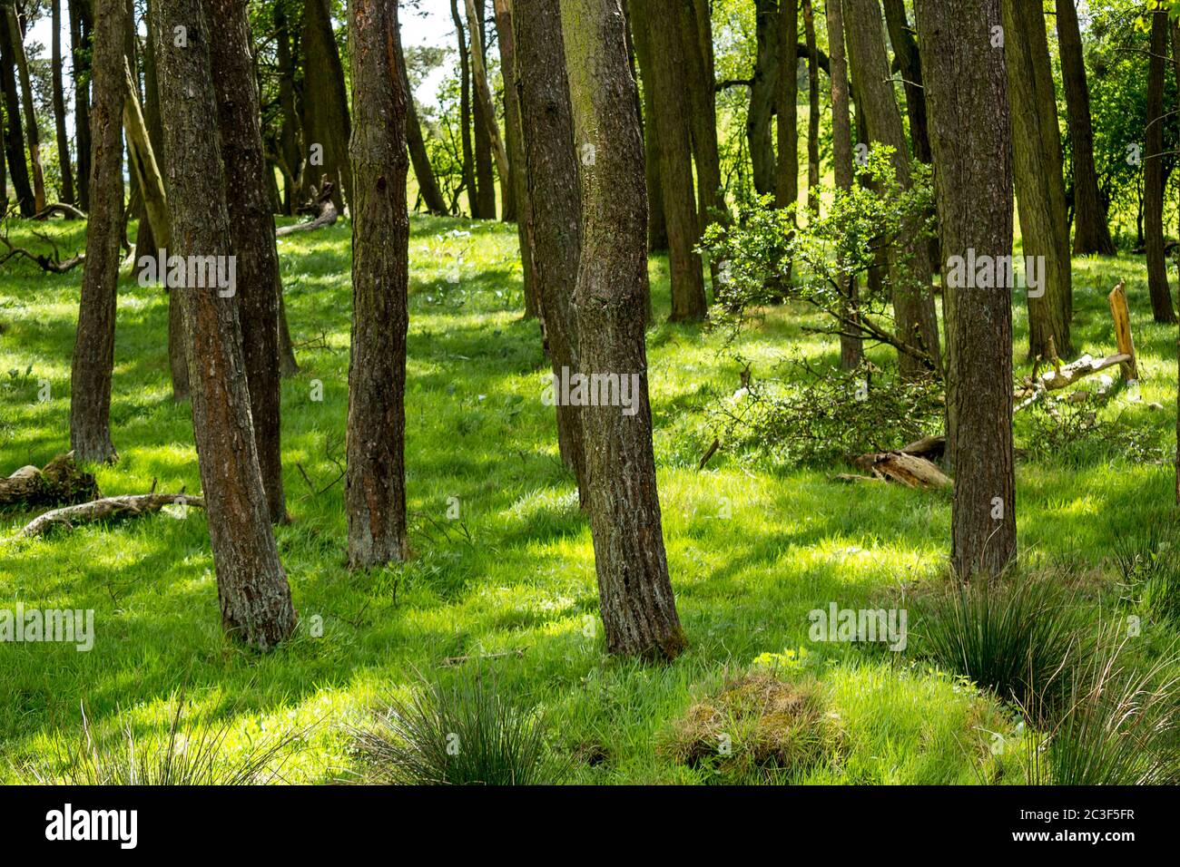 Glen Mavis, North Lanarkshire, Scotland. Beautiful Spring forest with trees and bright green grass Stock Photo