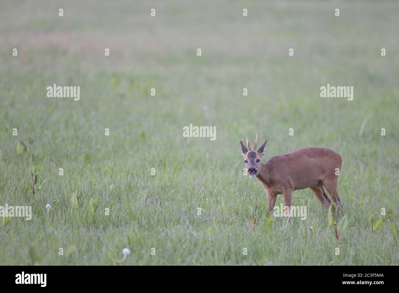 Roe Deer yearling stands coughing and choking on a meadow Stock Photo Alamy