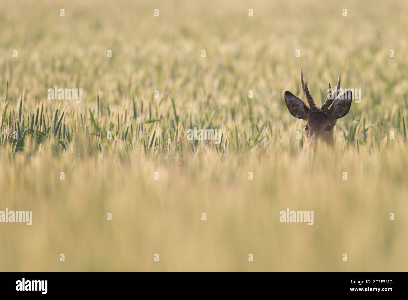 Roe Deer buck intently looking out of Rye Field Stock Photo