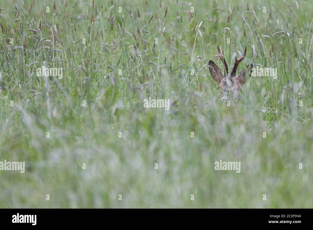 Landscape format of roe deer hi-res stock photography and images - Alamy