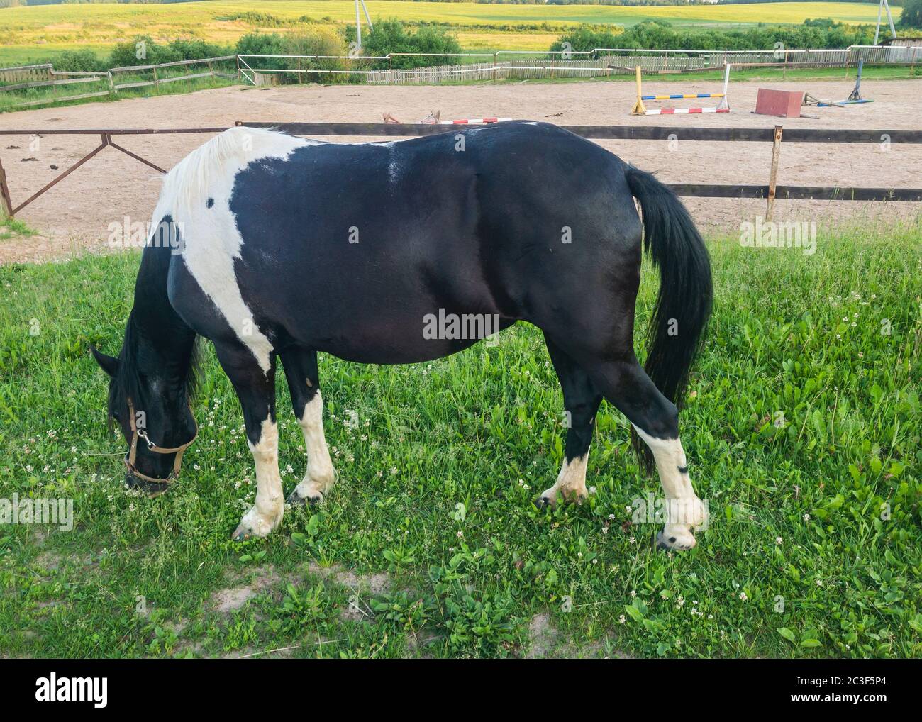 6,234 Horse Hair Styles Stock Photos, High-Res Pictures, and Images - Getty  Images