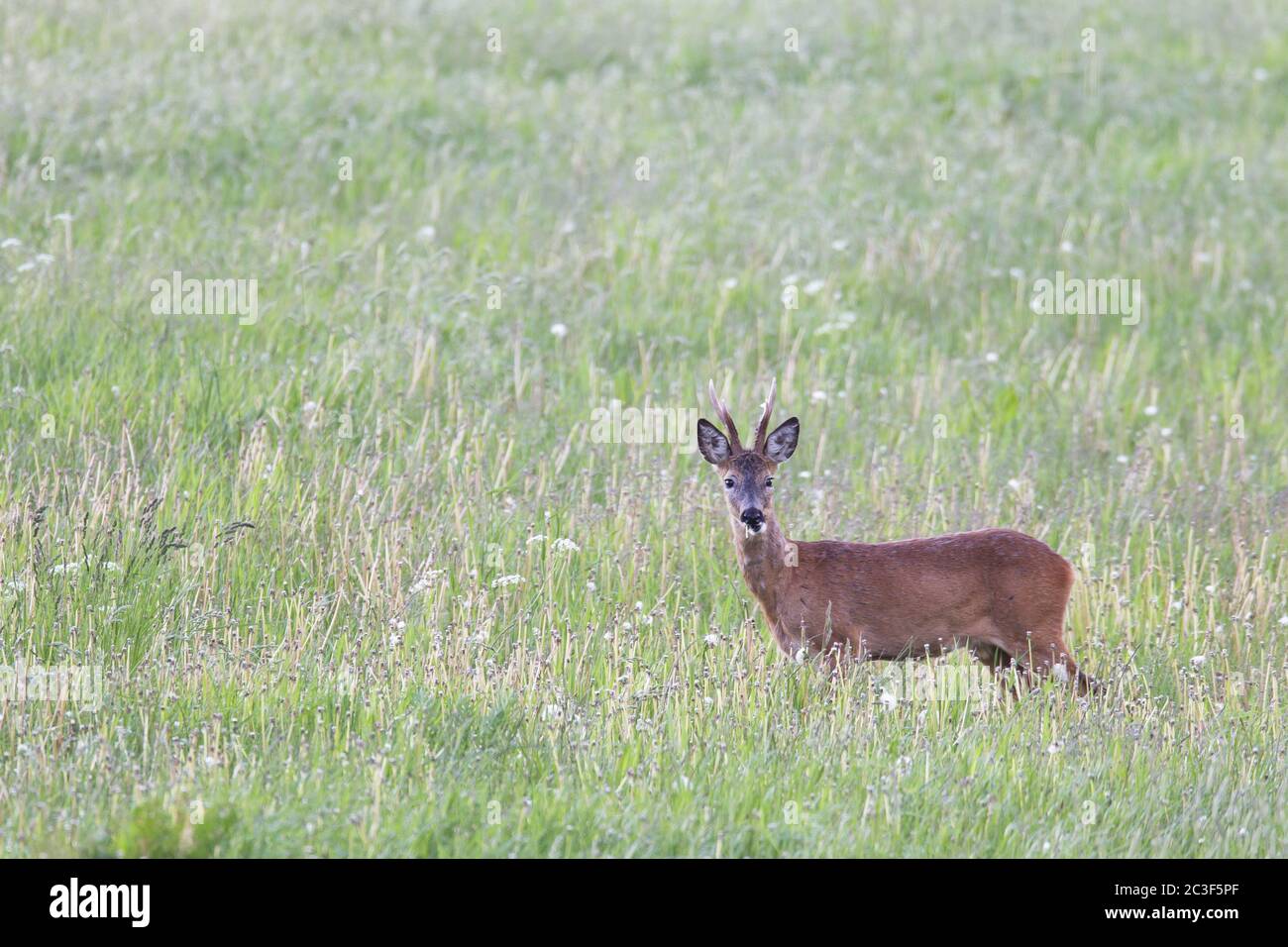 Roe Deer buck browses on a meadow with Dandelion Stock Photo